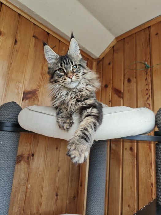 Котенок Мейн кун