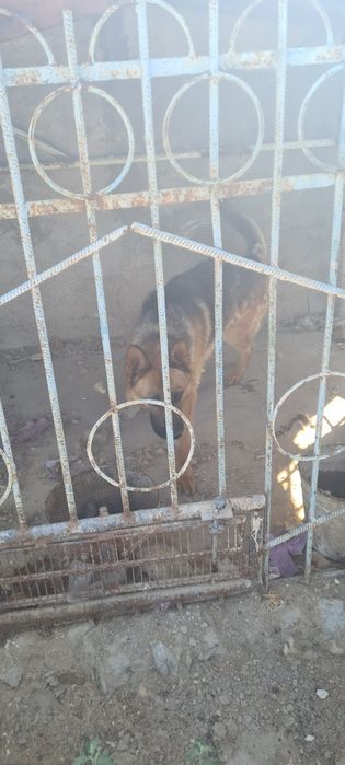 Собака овчарка немецкая