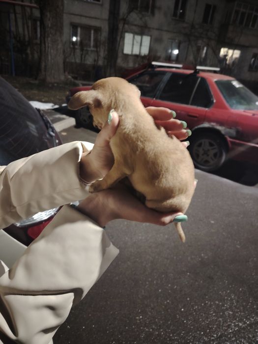 Продам срочно щенка той терьера мини