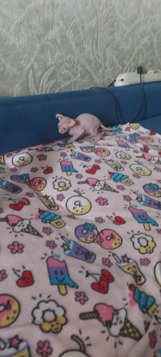 Котята сфинксы ливкой