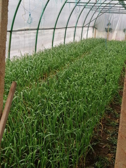 Usturoi verde de vânzare pt pasti