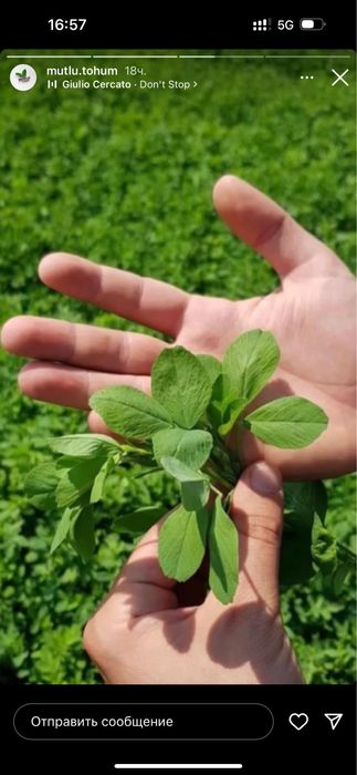 Семена Люцерна Жоңышқа Беде Клевер GEA