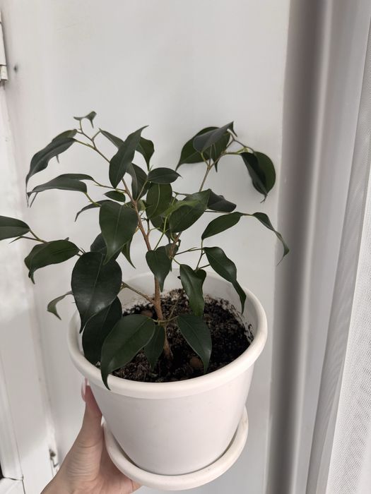 Комнатные растения