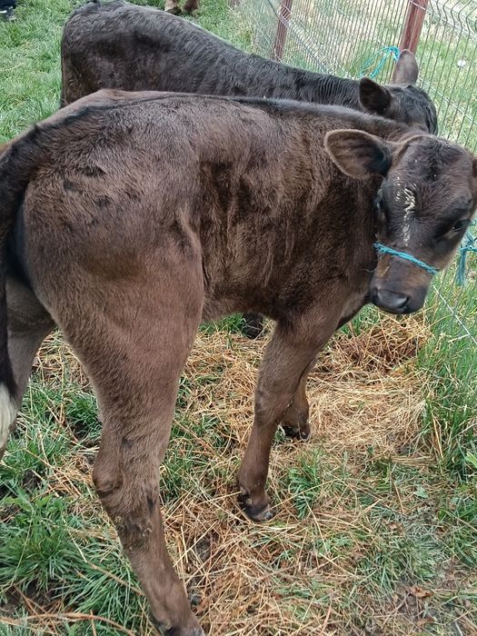 Vând doi vitai . Viața și vital