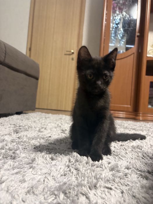 Котенок в хорошие руки