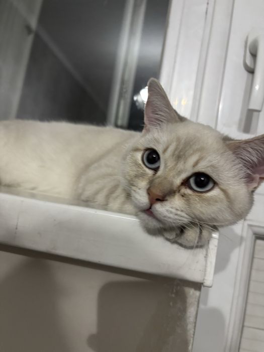 Кот Британец смесь Шотландцем