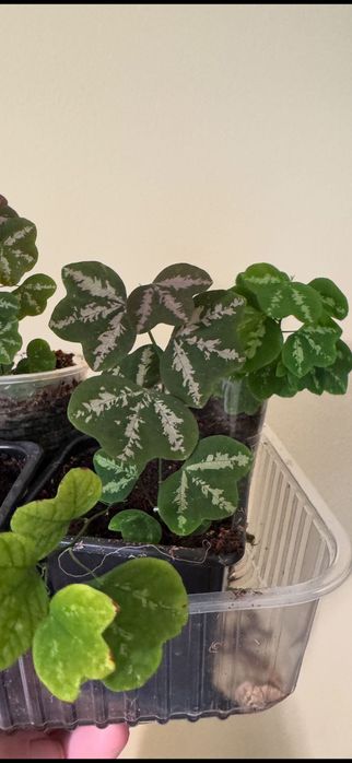 Пассифлора трехлистная,страстоцвет