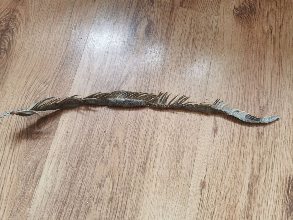 Creastă Igoana Salbatica