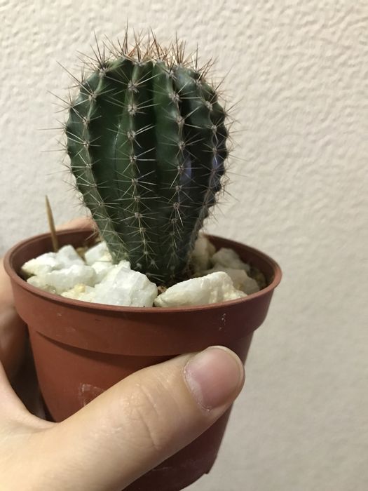 Кактус эхинопсис