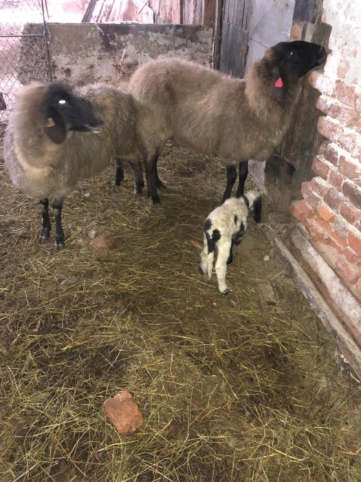 Vand  oi cu miei carabase sarbesti 1500