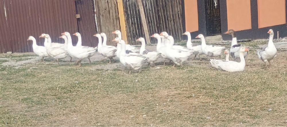 Gâște de vânzare