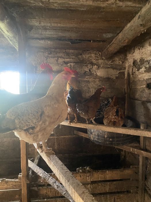 Продам курей и цыплят