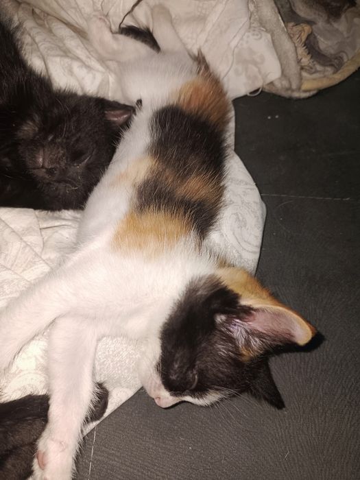 Отдам котят в хорошие руки