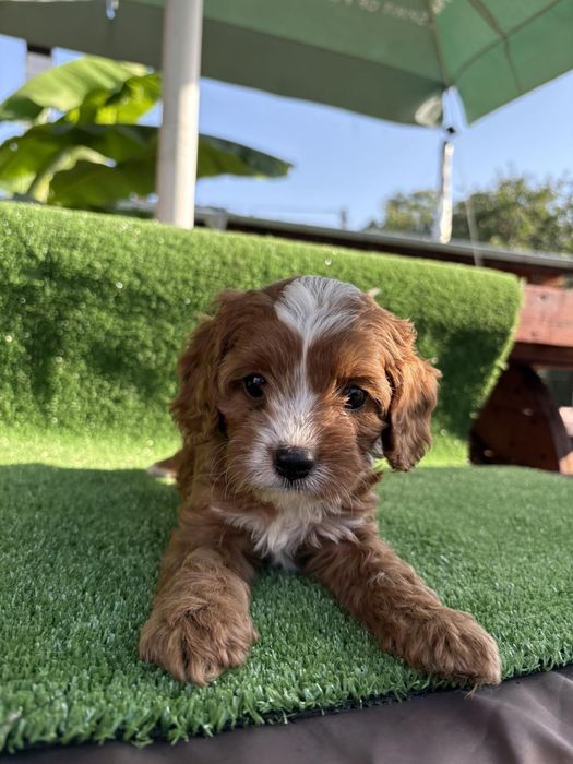 Кавапу (Cavapoo)