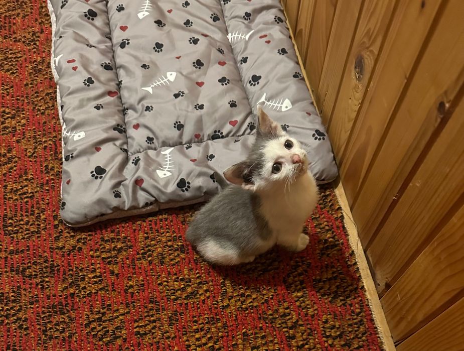 Подарявам котенце