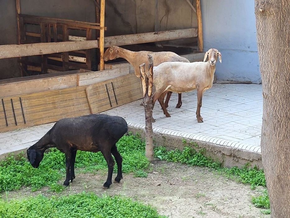 Ургочи зотли солу куйлар