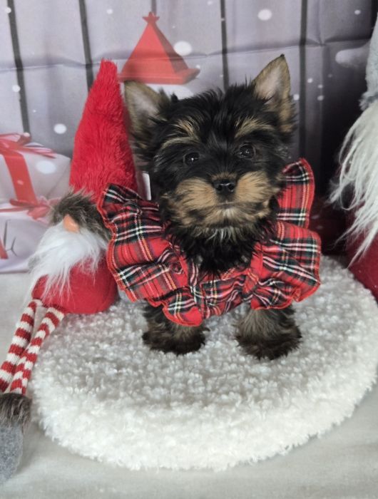 Йоркширски териер ,йорки мини момиче