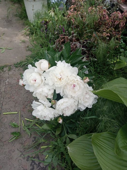 Продам пионы на срезку