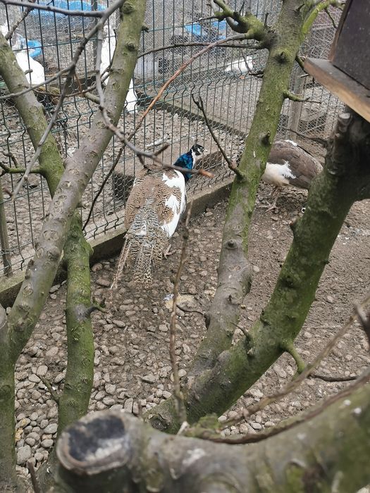 Pereche păuni arlechini 2025