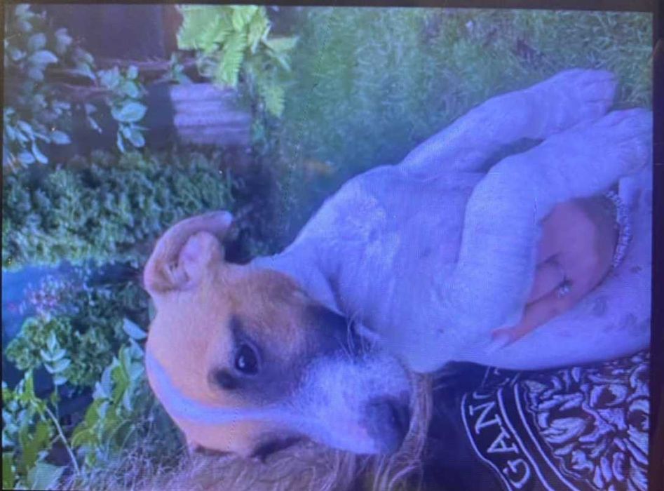 Donez caine Jack Russel 8 luni catelusa