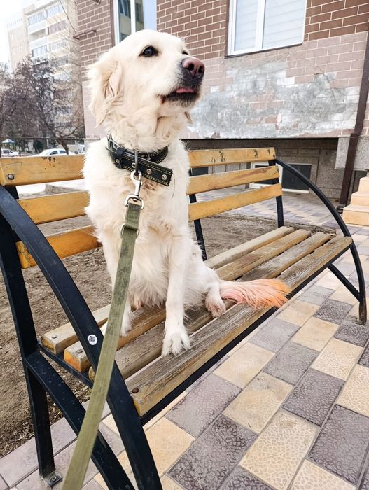 Продаётся чистокровный голден ретривер -сука