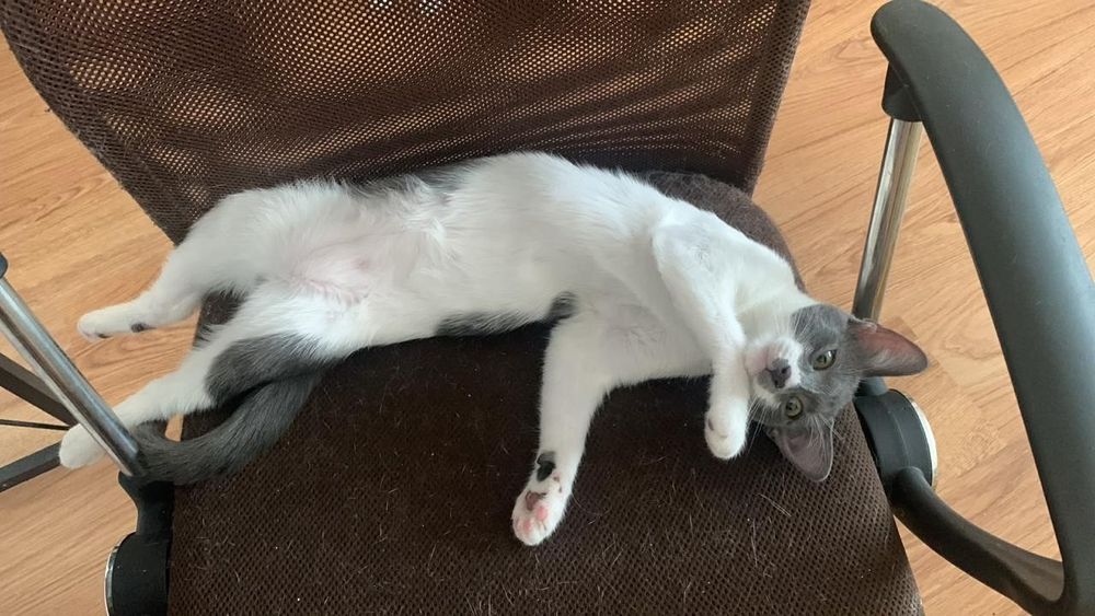 pisicuta de adoptat, pui de pisica pentru adoptie, puiut de pisic, pui de adoptat, pisicuta superba de adoptie, pisica frumoasa