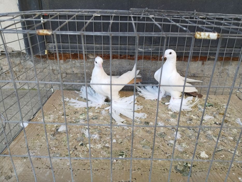 Голуби С/К Персы