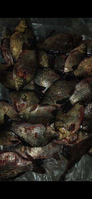 Продам рыбу,карась,щука,окунь