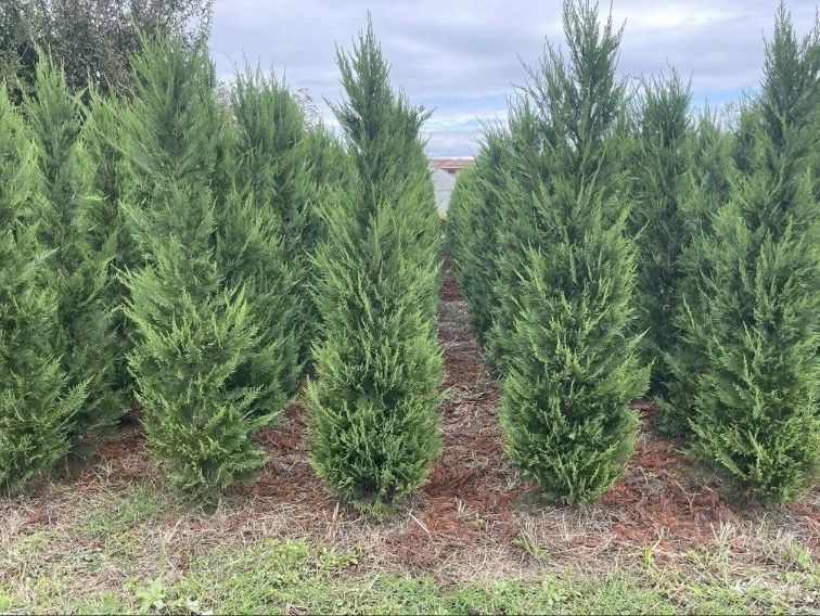 Leylandii de vânzare – ideal pentru gard viu.