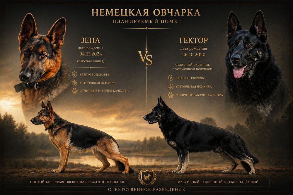 Щенята немецкой овчарки