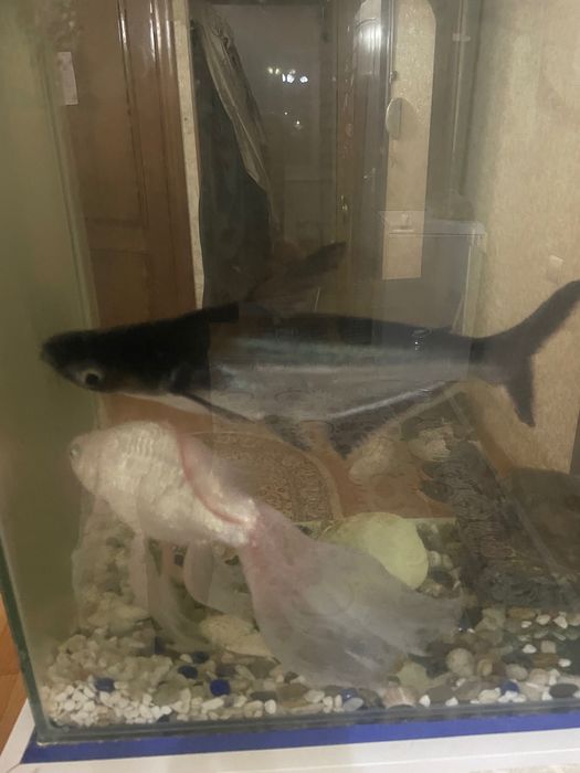 Рыбки для аквариума