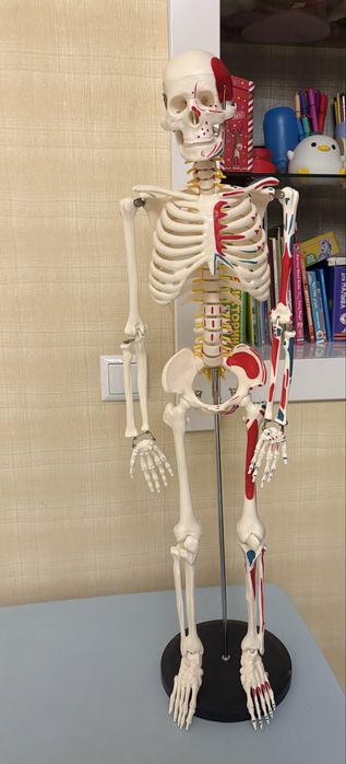 Скелет для изучения анатомии