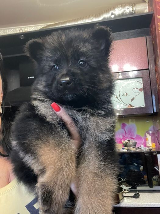 Щенки немецкой овчарки