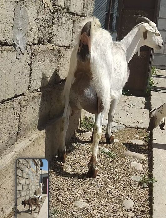 Нубийский  ешкі сатылады