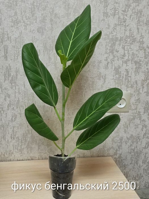 Продам фикусы,панданусы