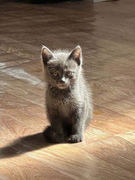 Серый котёнок мальчик в добрые руки