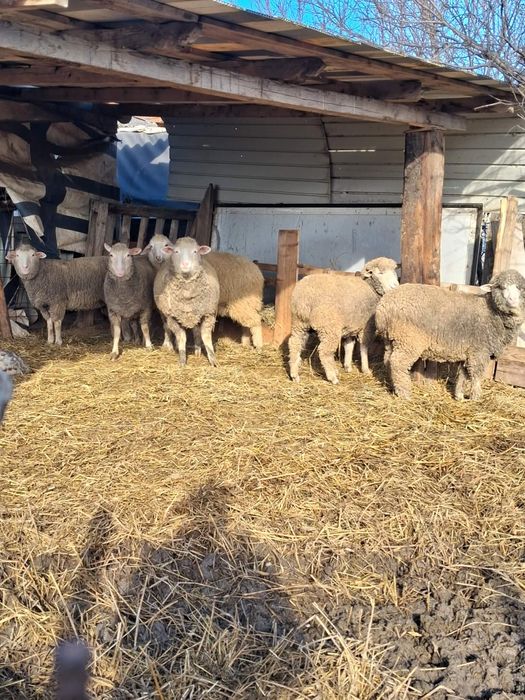 Vând 6 Miele mai multe detalii la telefon