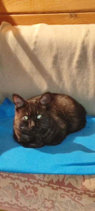 Мысық, кошка, котят