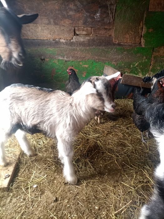 Трое девочек козлят
