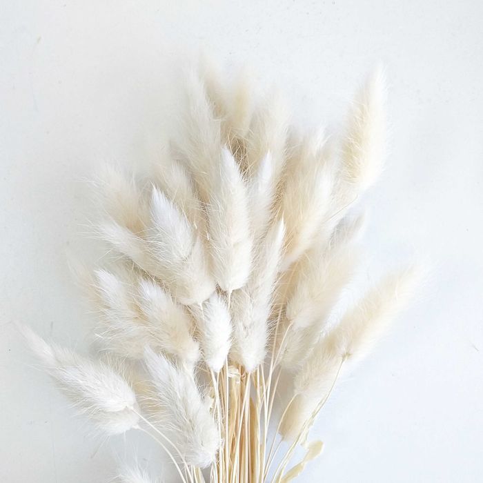 Лагурус сухоцвет