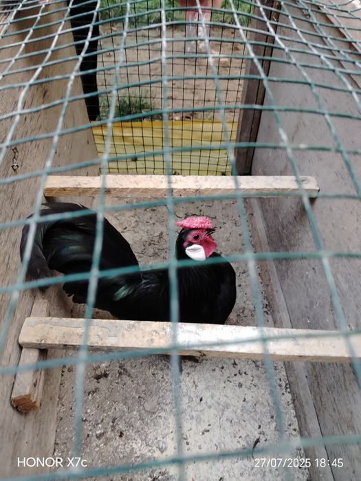 Oq zirak bir juft Xo'roz va tovuqg'i bilan sotiladi