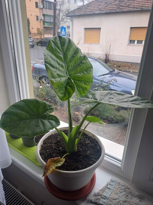 Vând plante Aloe și colocazia  la ghiveci