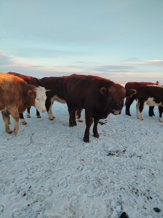 3 жасар бир бас, 2 жасар бир бас букалар сатылады
