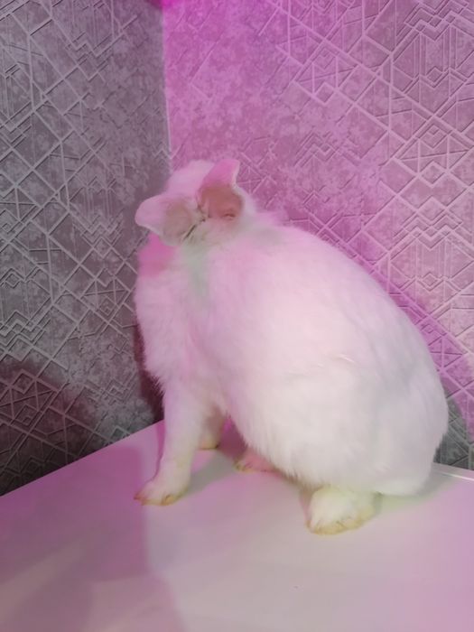 Кролик декоративный