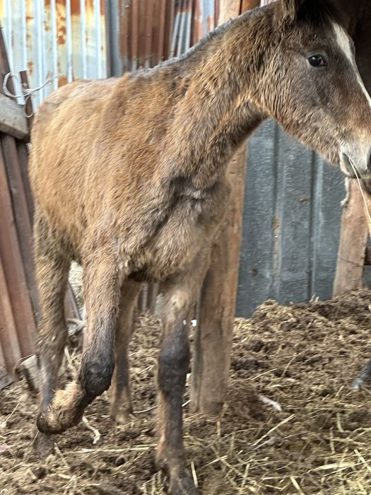Тай жеребчик лошадь  тай