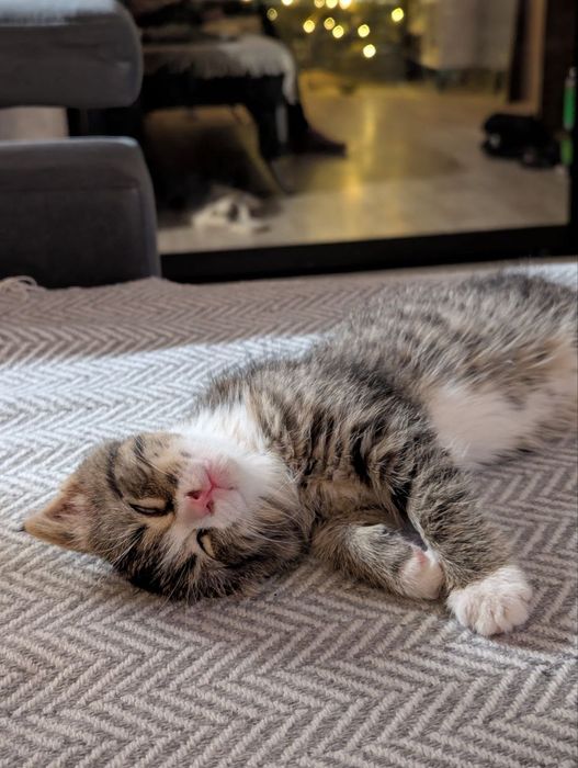 Котёнок 2 месяца мальчик