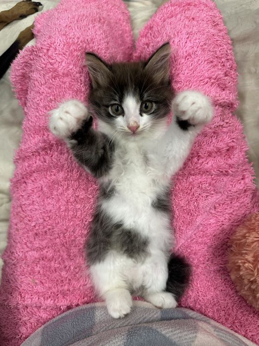 Отдам котят в хорошие руки