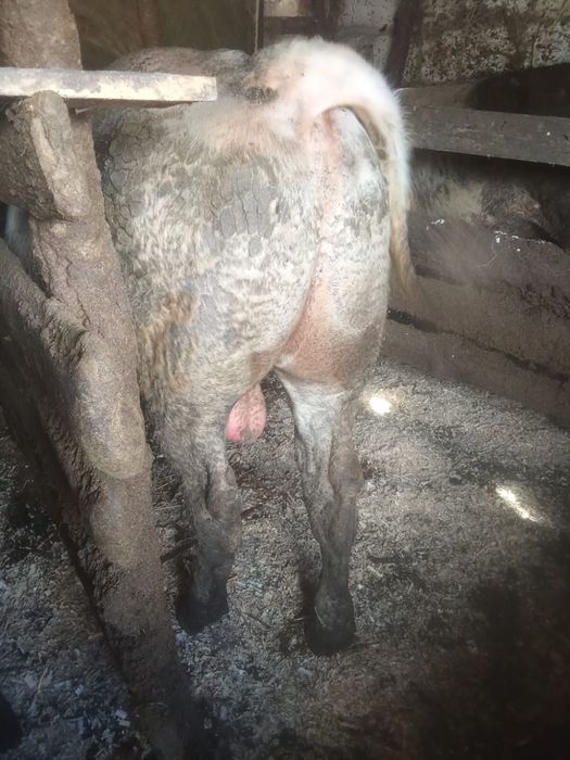 Vand 3 vitei ,2 albastri belgieni si un holstein