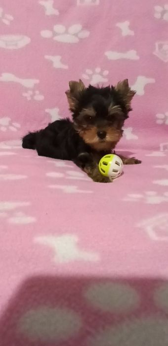 Мини Йоркширски териер момчета