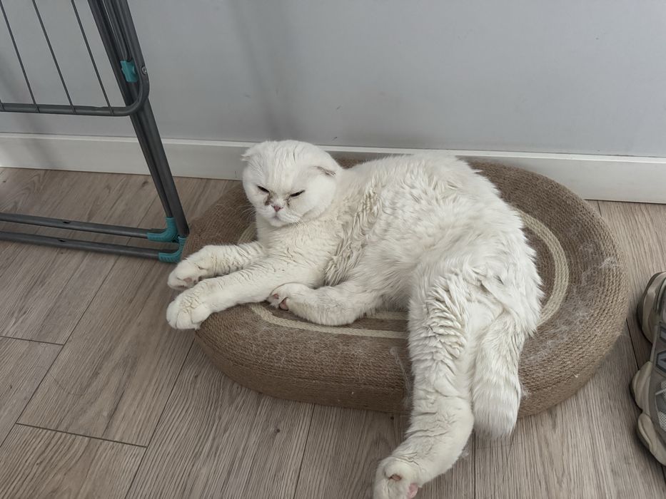 Кошка британец 7 лет